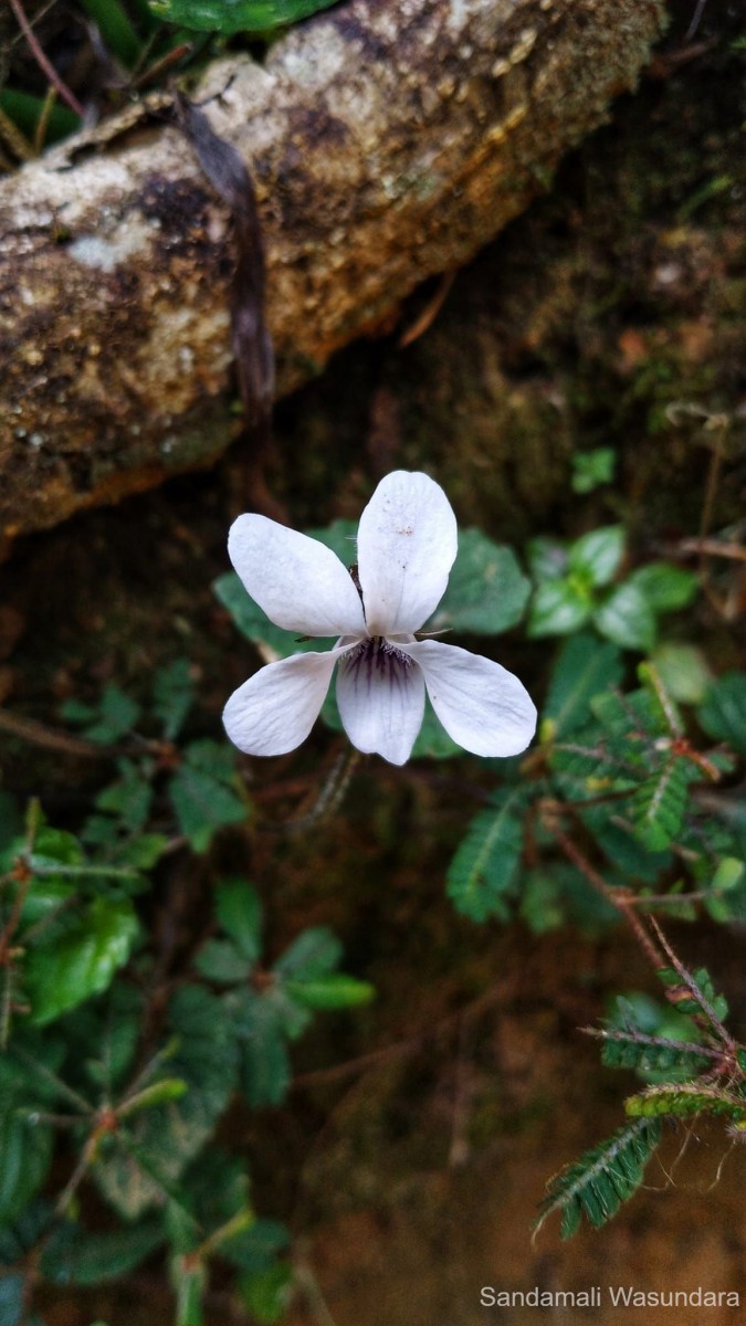 Viola pilosa Blume